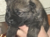 Pup F nest 10dgn C